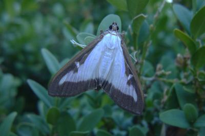 <i>Cydalima perspectalis</i>