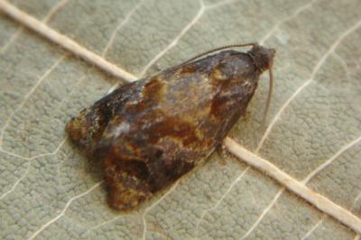 <i>Ditula angustiorana</i>
