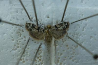 Eudonia delunella