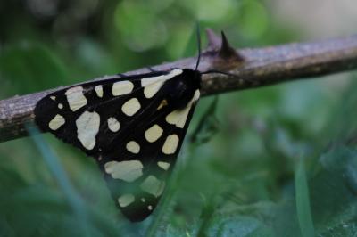 <i>Arctia villica</i>