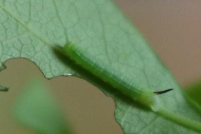 <i>Hemaris fuciformis</i>
