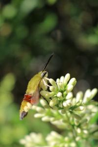 <i>Hemaris fuciformis</i>