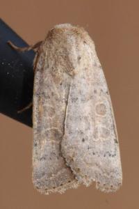 <i>Hoplodrina ambigua</i>