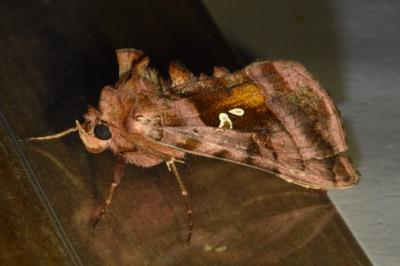 <i>Autographa jota</i>