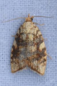 <i>Aleimma loeflingiana</i>