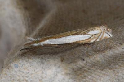 <i>Crambus pascuella</i>