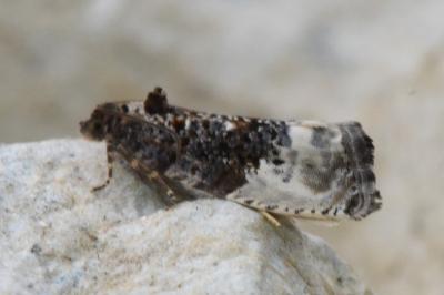 <i>Hedya nubiferana</i>