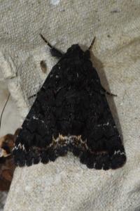 <i>Catephia alchymista</i>