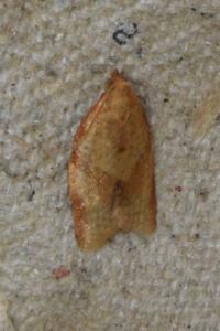 <i>Clepsis consimilana</i>