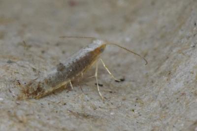<i>Argyresthia spinosella</i>