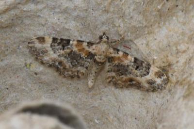 <i>Eupithecia pulchellata</i>