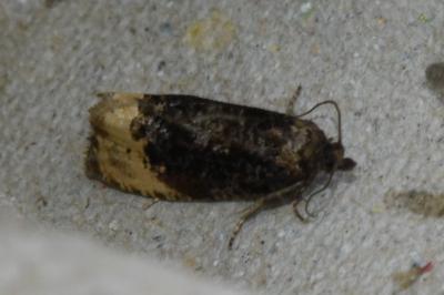 <i>Hedya ochroleucana</i>