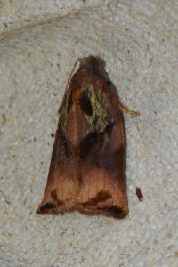 <i>Archips podana</i>