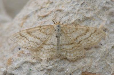 <i>Idaea macilentaria</i>