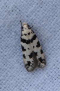 <i>Pseudotelphusa scalella</i>