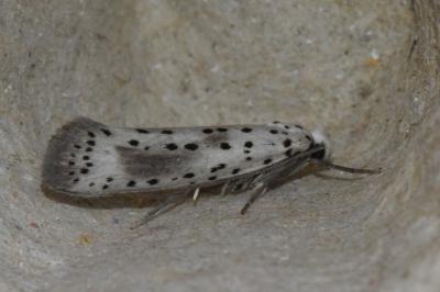 <i>Yponomeuta irrorella</i>