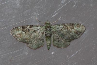 <i>Pasiphila rectangulata</i>