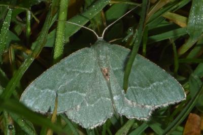 <i>Hemithea aestivaria</i>