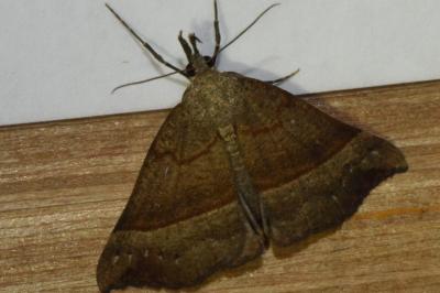 <i>Hypena proboscidalis</i>