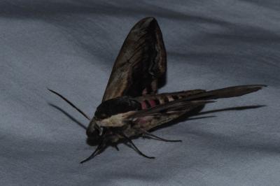 <i>Sphinx ligustri</i>