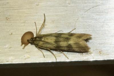 <i>Homoeosoma sinuella</i>