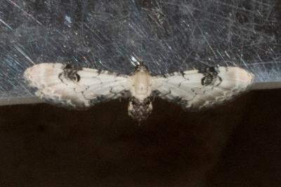 <i>Eupithecia centaureata</i>