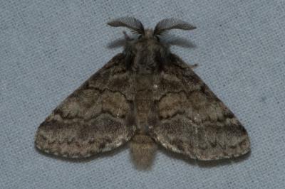 <i>Gluphisia crenata</i>