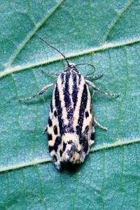 <i>Emmelia trabealis</i>