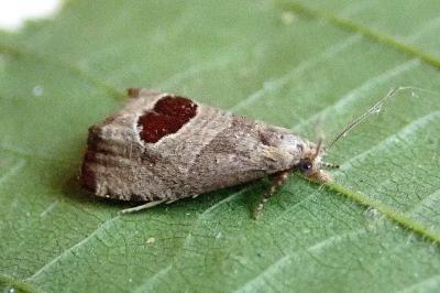 <i>Notocelia uddmanniana</i>