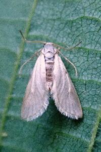 <i>Acentria ephemerella</i>