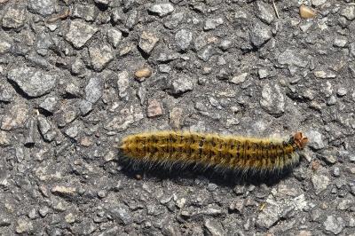 <i>Lasiocampa trifolii</i>