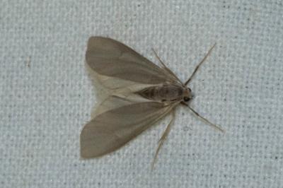 <i>Acentria ephemerella</i>