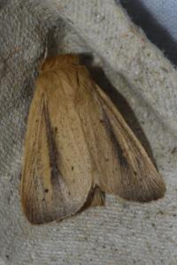 <i>Sesamia nonagrioides</i>