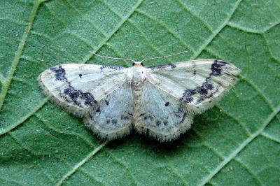 <i>Idaea trigeminata</i>
