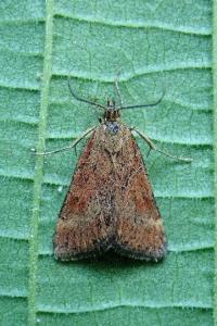 <i>Pyrausta despicata</i>