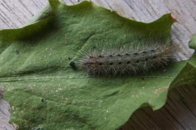 <i>Diaphora mendica</i>
