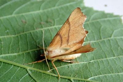 <i>Ennomos erosaria</i>