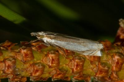 <i>Crambus pascuella</i>