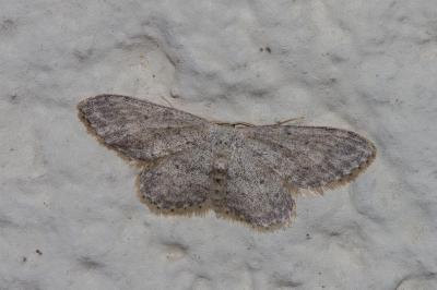 <i>Idaea seriata</i>