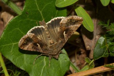 <i>Autographa gamma</i>