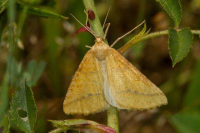 <i>Aspitates ochrearia</i>
