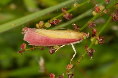 <i>Oncocera semirubella</i>