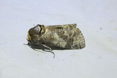Cossus cossus