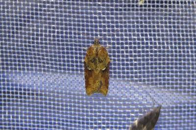 <i>Acleris hastiana</i>