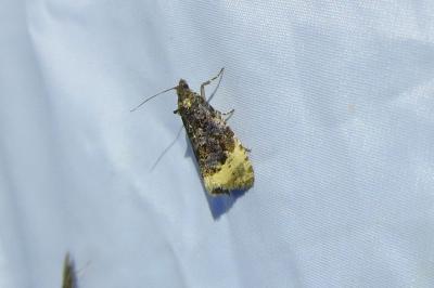 <i>Hedya ochroleucana</i>