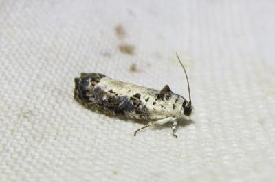 <i>Hedya salicella</i>