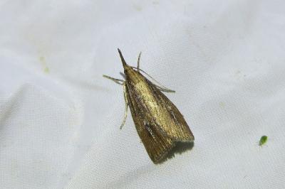 <i>Chilo phragmitellus</i>