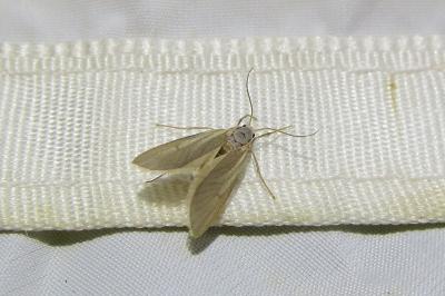 <i>Acentria ephemerella</i>