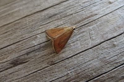 <i>Nascia cilialis</i>