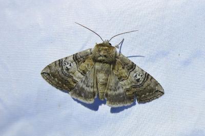 <i>Tethea ocularis</i>